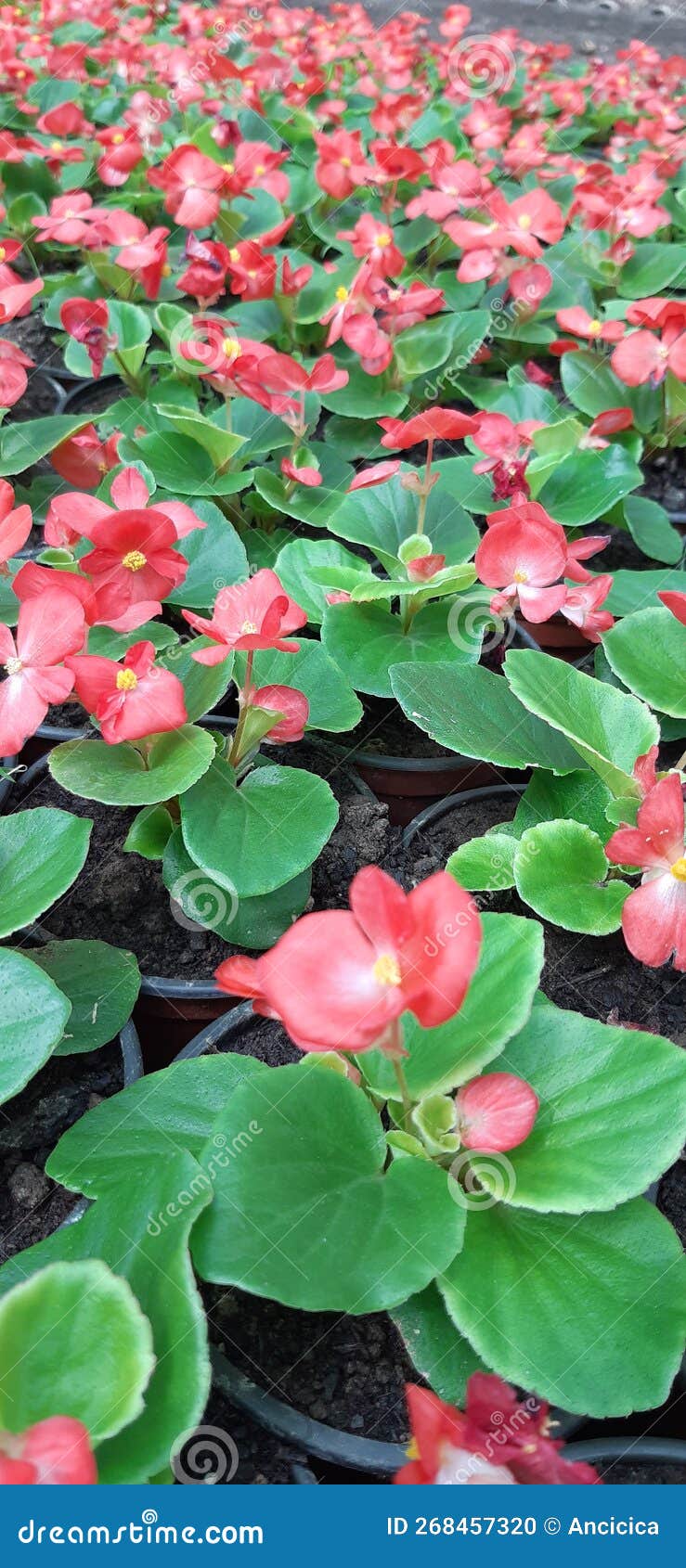 Begonia red flowers stock photo. Image of begonia, produce 268457320