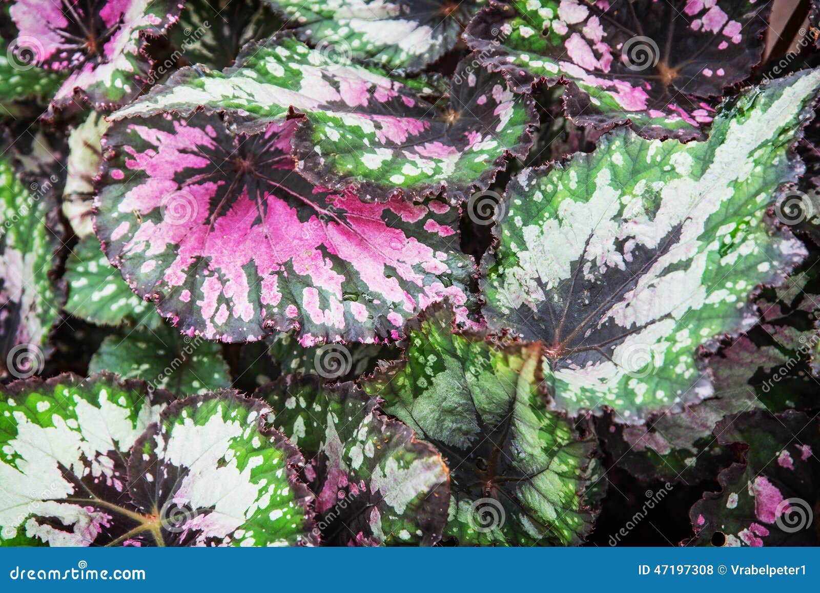 Begonia rex. Begonia is a genus of perennial flowering plants in the family Begoniaceae.