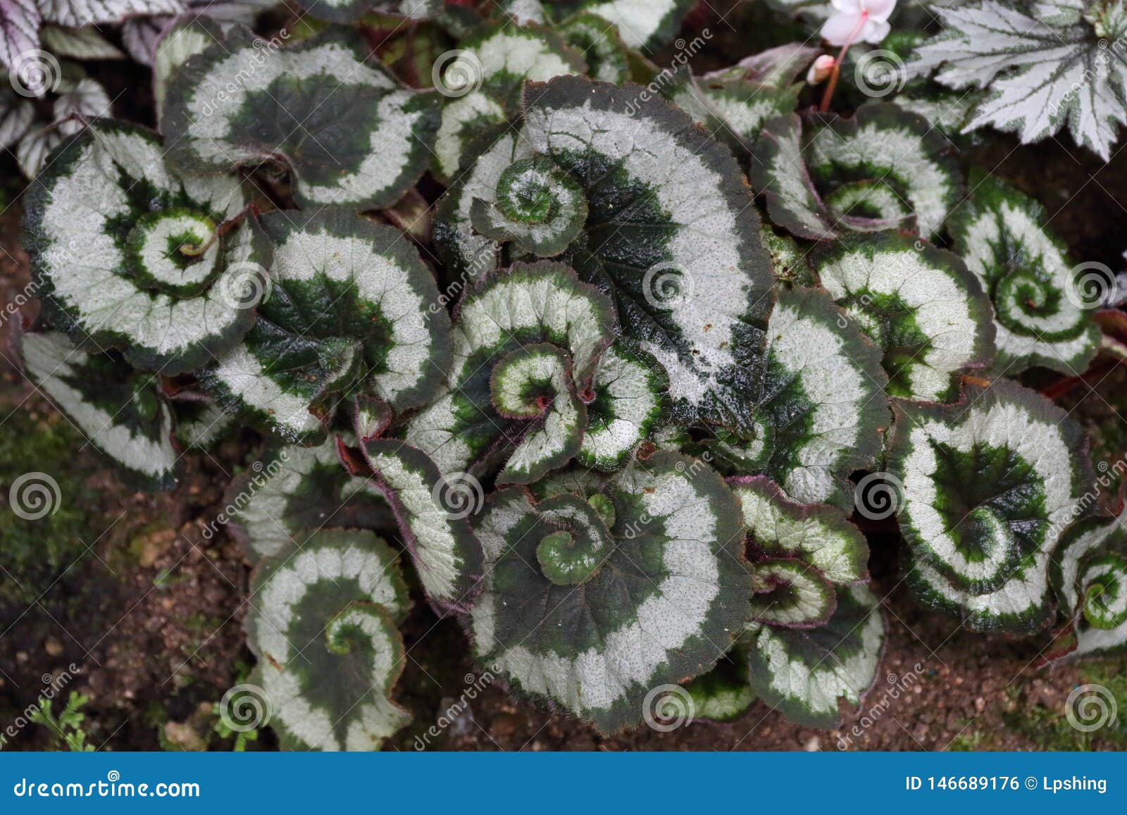 Begonia Rex Princess Of Hanover Stock Photo Image Of Special