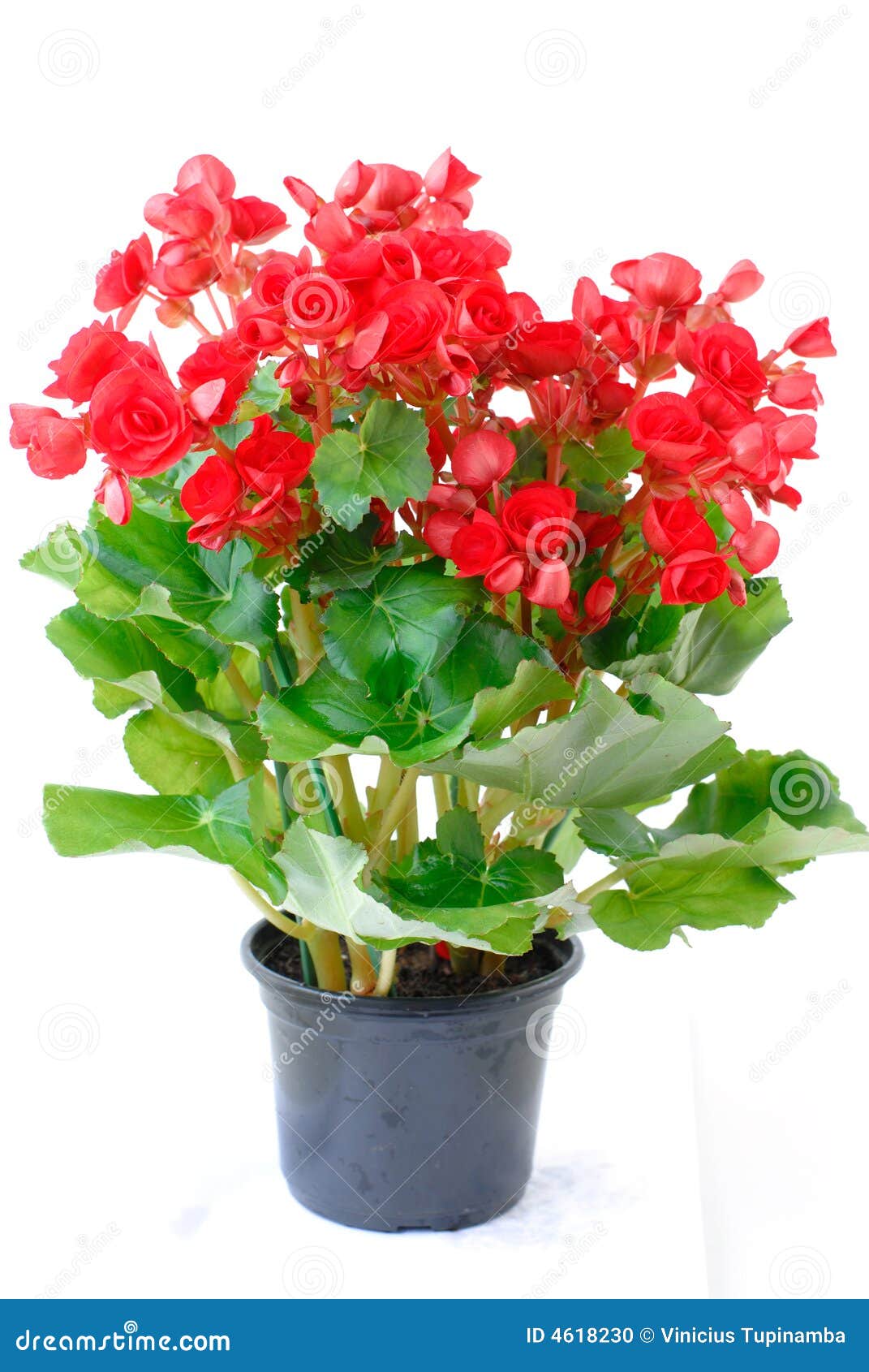 Begonia roja foto de archivo. Imagen de objeto, begonia - 4618230