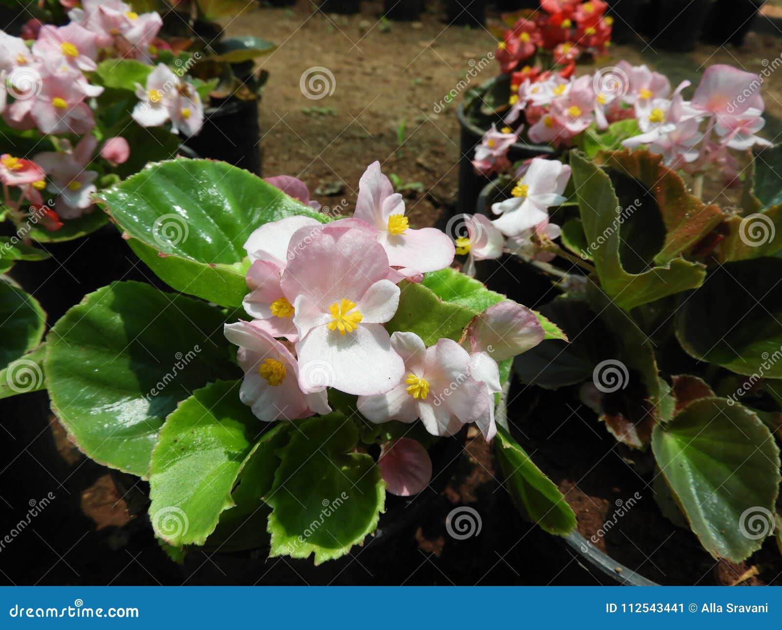 Begonia semperflorens stock image. Image of bloom, closeup - 112543441