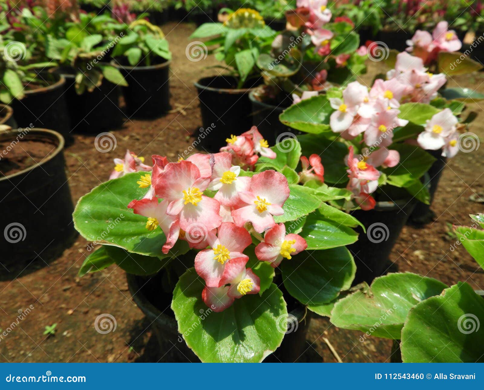 Begonia semperflorens stock photo. Image of closeup - 112543460