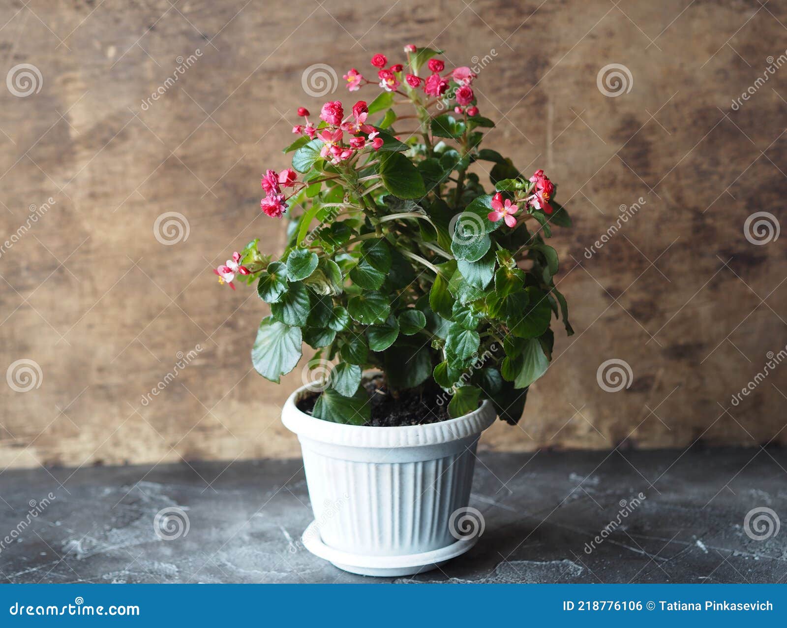 Begonia Siempre Floreciente Con Pequeñas Flores Rojas. Fondo Floral.  Floricultura Y Cultivo De Plantas Foto de archivo - Imagen de pétalos,  casero: 218776106