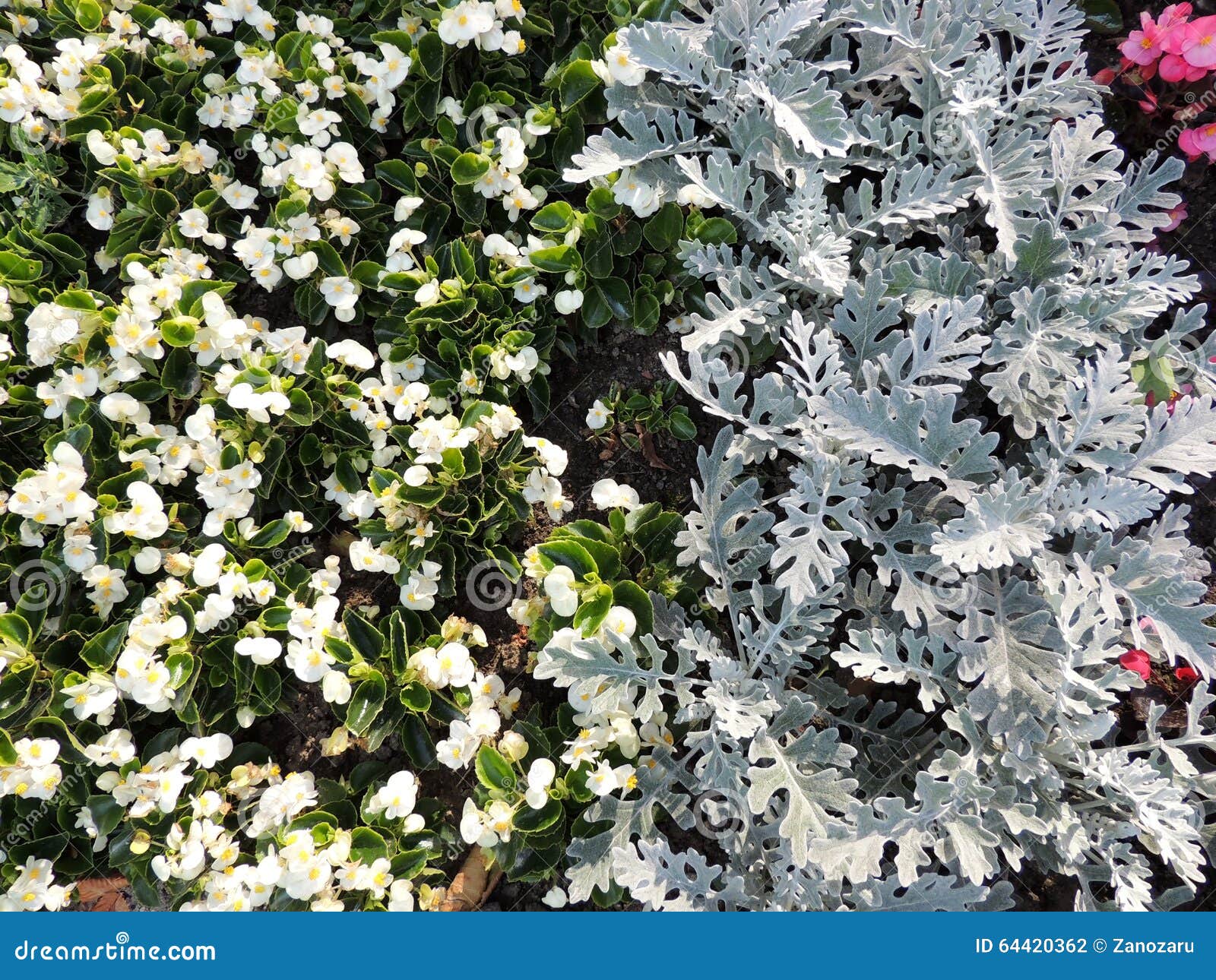 Begonia Siempre Floreciente Del Blanco (semperflorens De La Begonia) Y  Cineraria (maritima Del Cineraria) Foto de archivo - Imagen de destello,  cama: 64420362