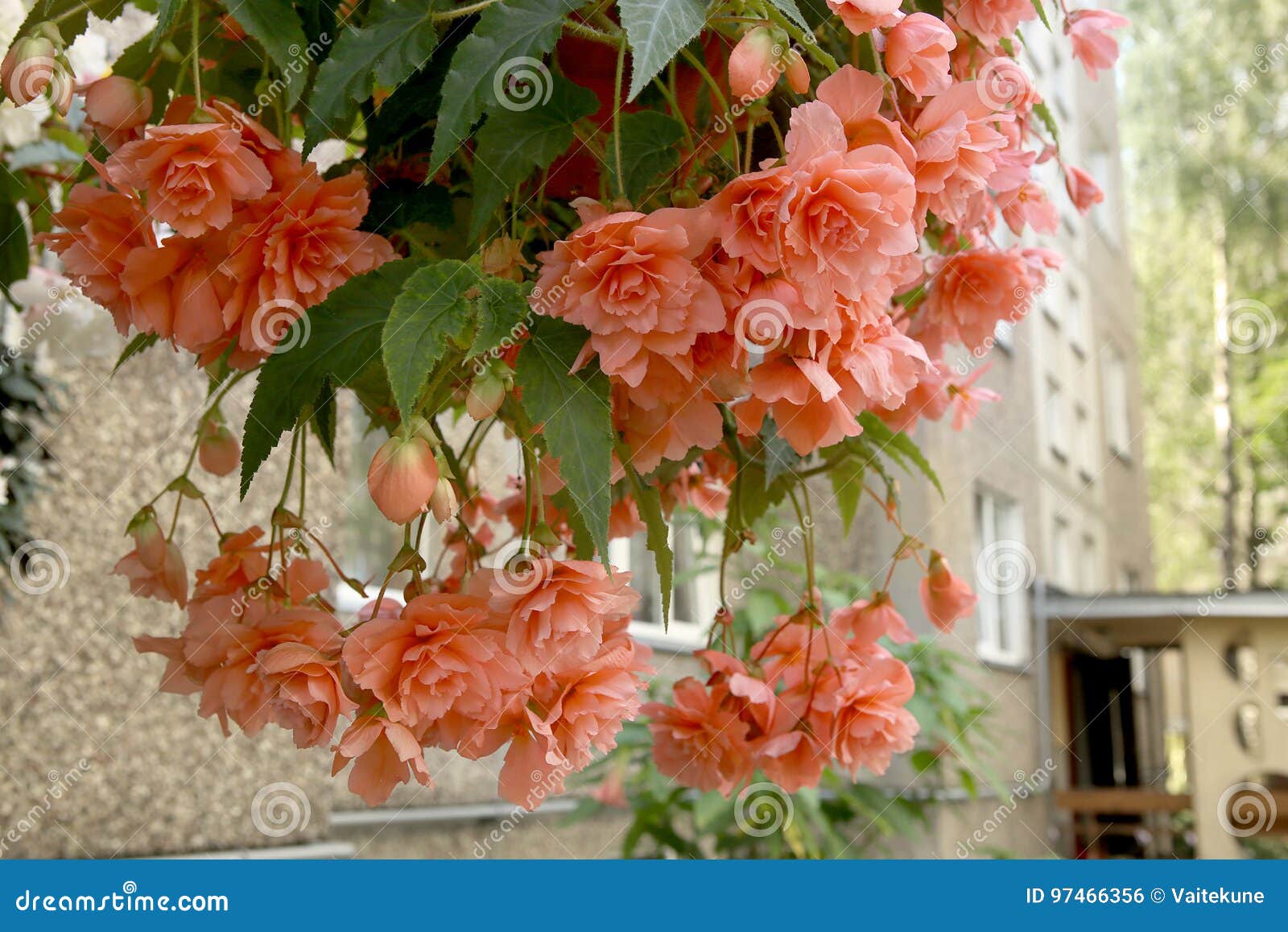 Begonia Tuberhybrida Pendula in Hanging Basket. Stock Photo Image of