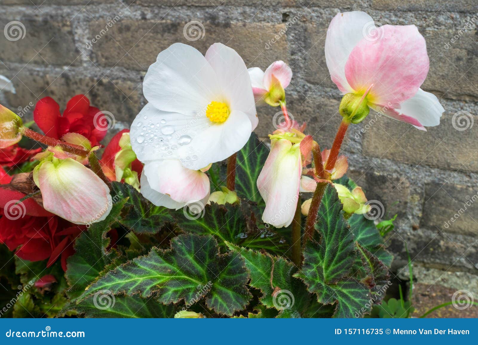 Begonia Tuberosa Con Flores En Color Blanco, Rojo Y Rosa Claro Imagen de  archivo - Imagen de primer, belleza: 157116735
