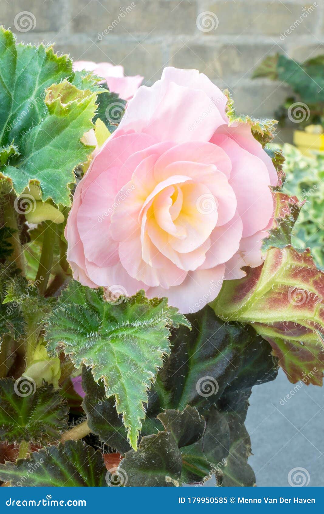 Begonia Tuberosa Con Una Hermosa Flor Doble Rosa Pálido Imagen de archivo -  Imagen de aislado, verde: 179950585