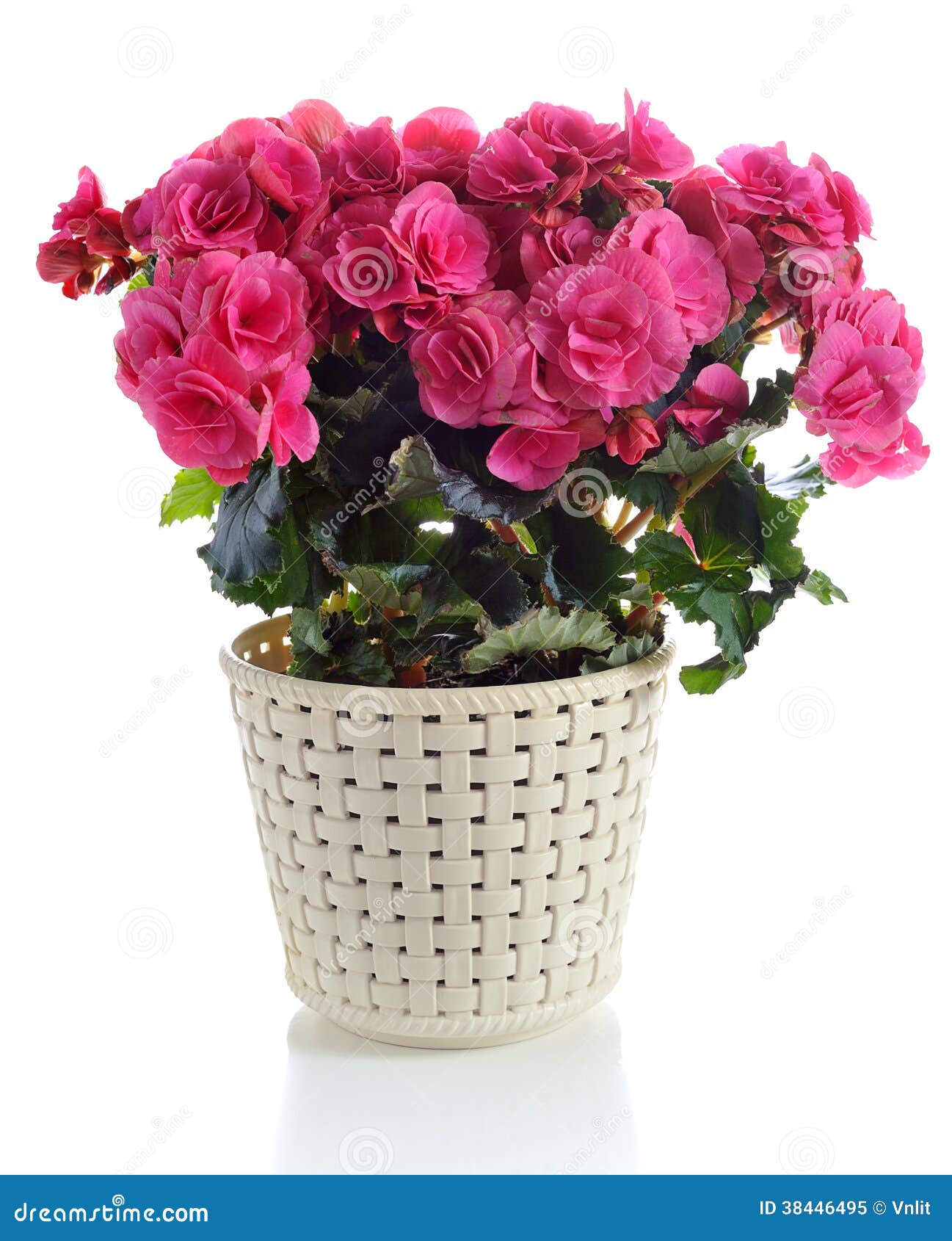 Begonia in vaso immagine stock. Immagine di bello ...
