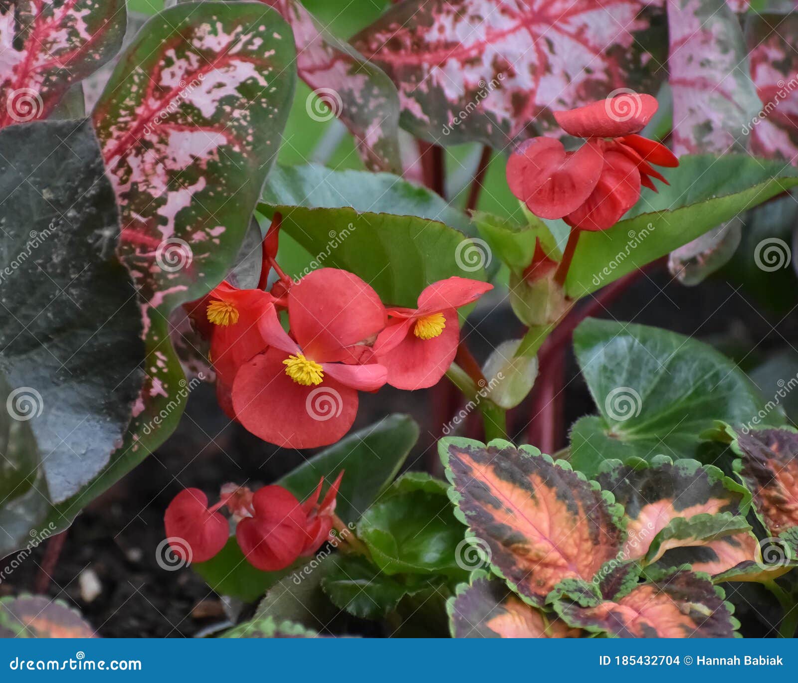 Begonias Coleus Rojo Y Jardín De Sombra De Caladio Foto de archivo - Imagen  de anual, planta: 185432704