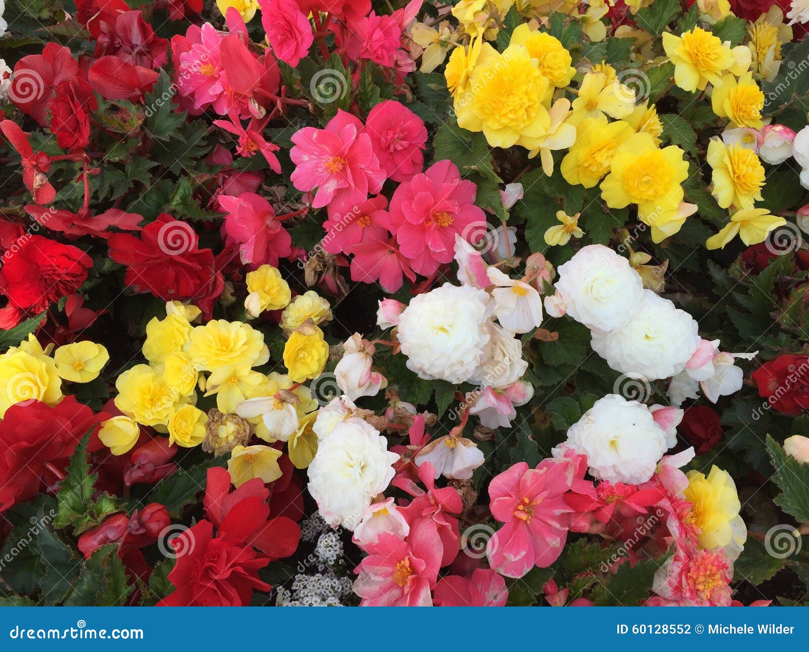 Begonias Color De Rosa Del Tubérculo Colorido Foto de archivo - Imagen de  blanco, verano: 60128552