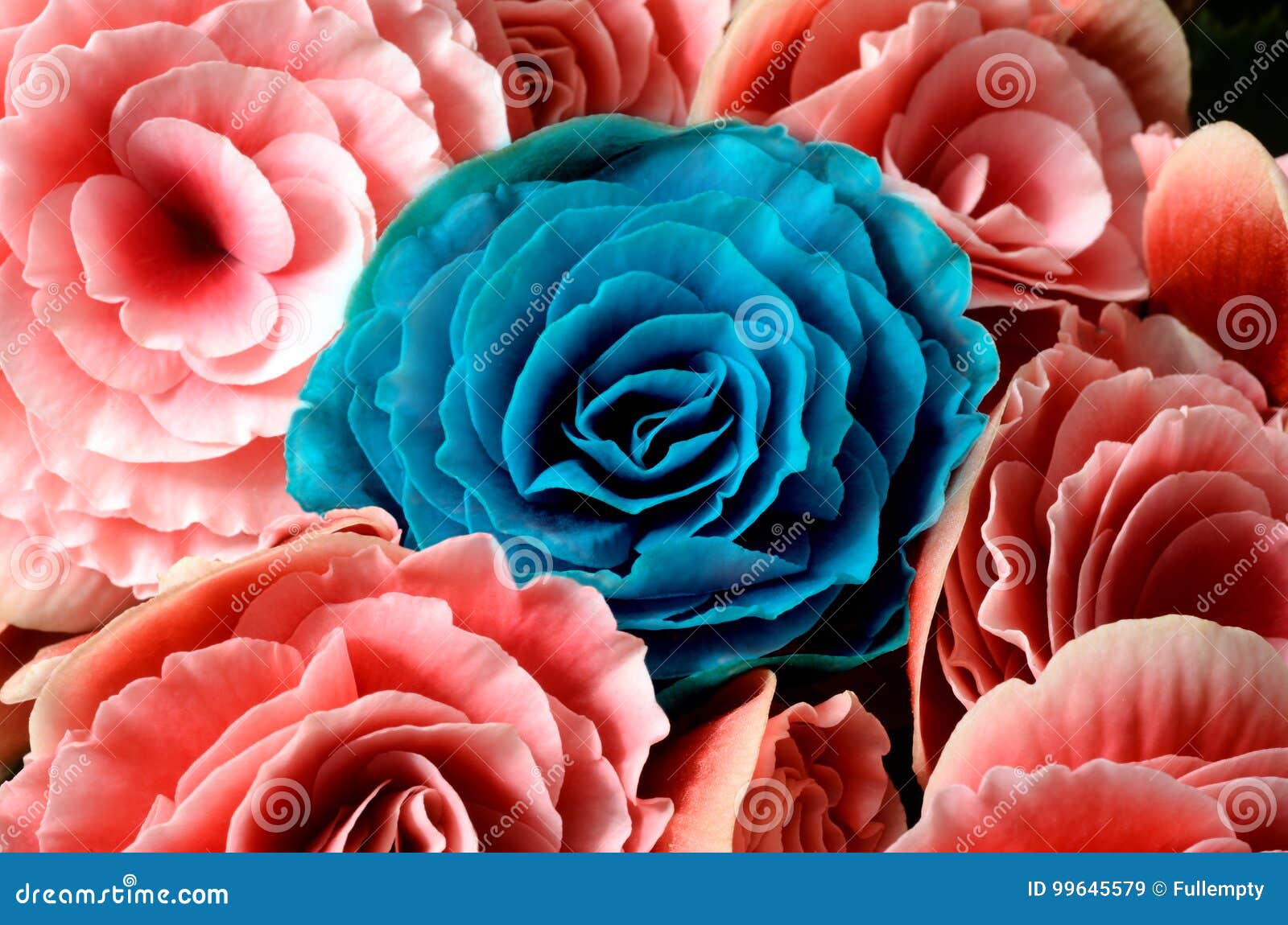 Begonias Del Fondo De La Flor, Azules Y Rosadas, Imagen de archivo - Imagen  de rosa, cubo: 99645579
