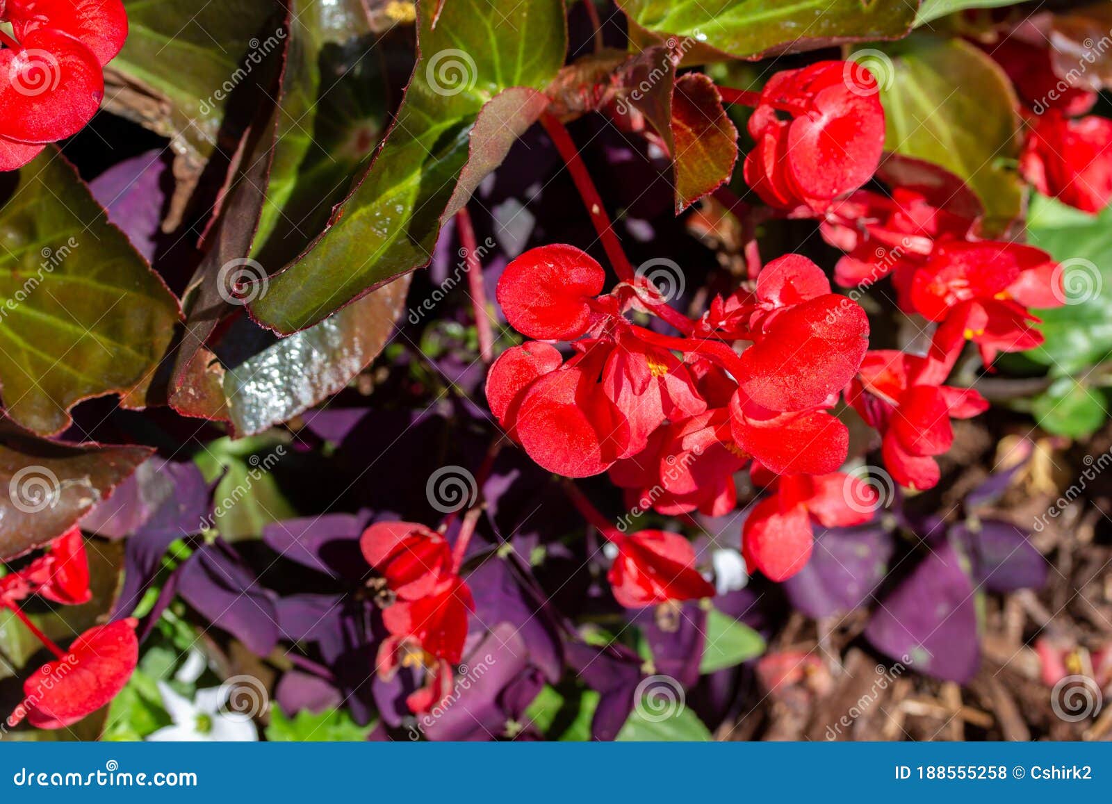 Begonias Rojas Brillantes En Un Soleado Jardín Exterior Foto de archivo -  Imagen de hermoso, ambiente: 188555258