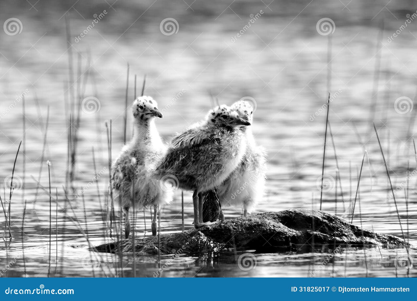 Behandla som ett barn seagulls som ser gulliga på en vagga