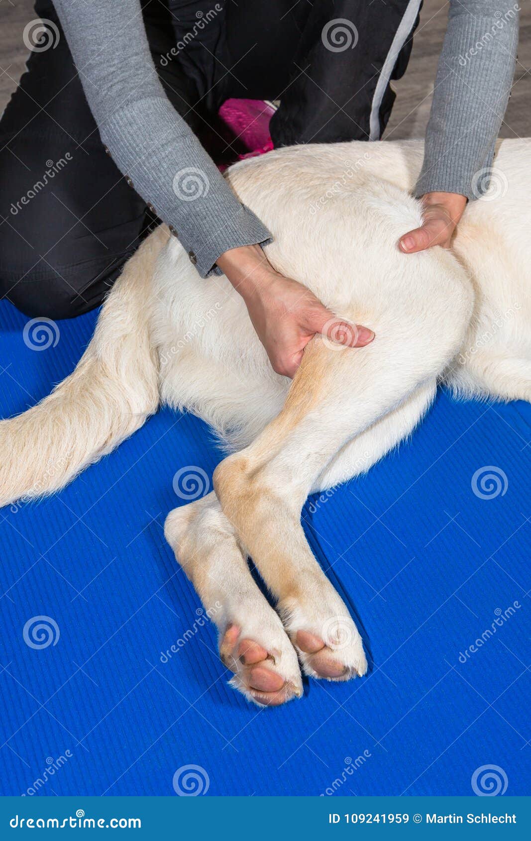 Сонник ноги собак