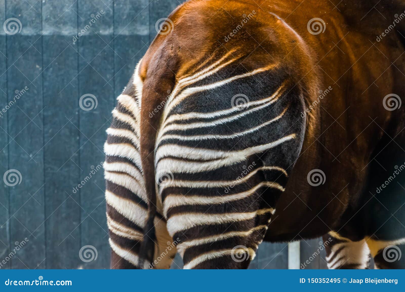 The Behind of a Okapi in Closeup, Tropical Giraffe Specie from Congo,  Animal Parts, Endangered Species Stock Image - Image of closeup,  conservation: 150352495