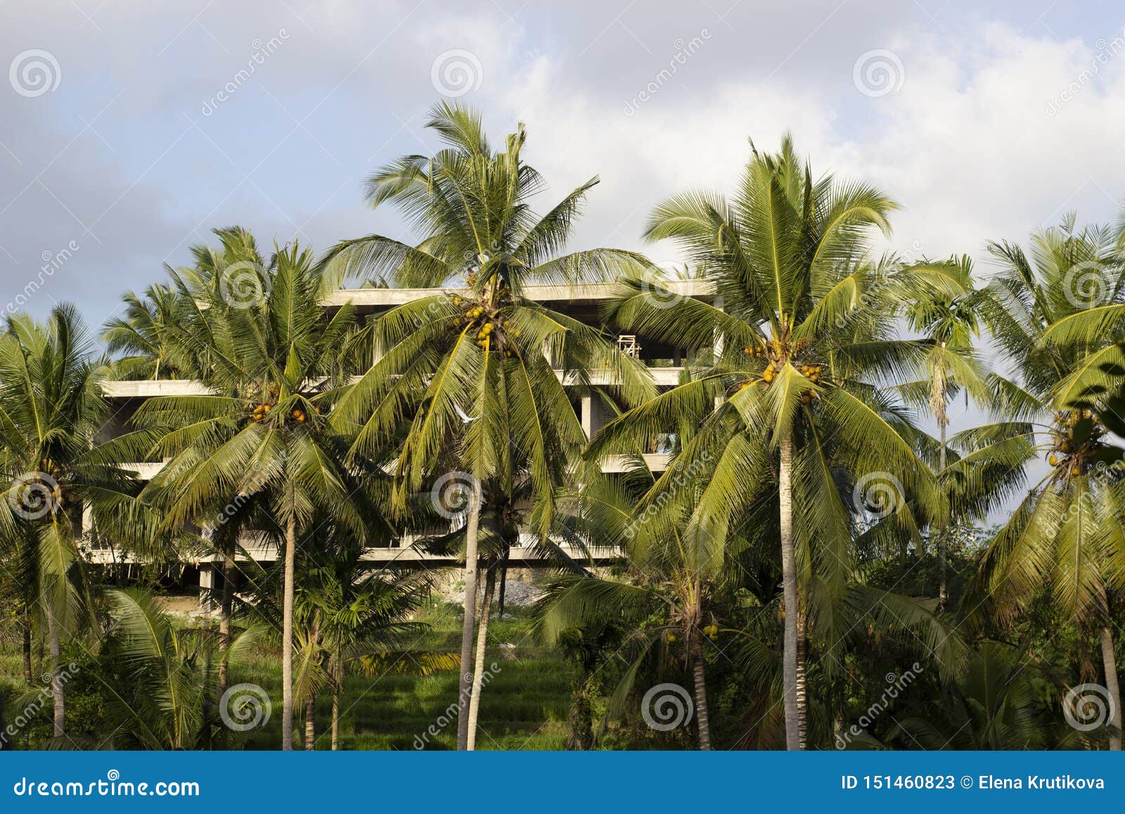 Behind the Palm Trees a New Hotel is Being Built Stock Image Image of