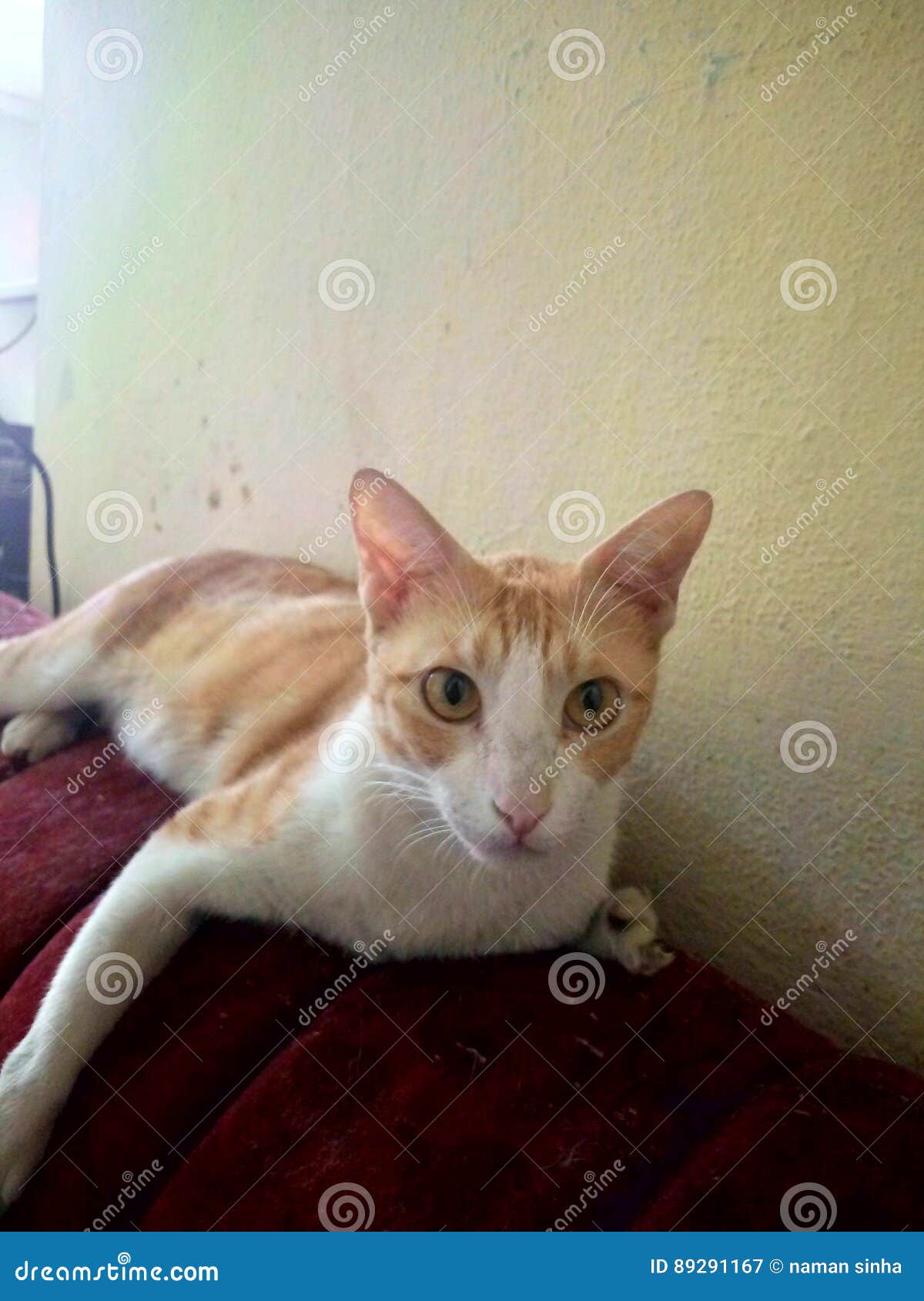 Behinderte Katze Stockbild Bild Von Mutter Handikap