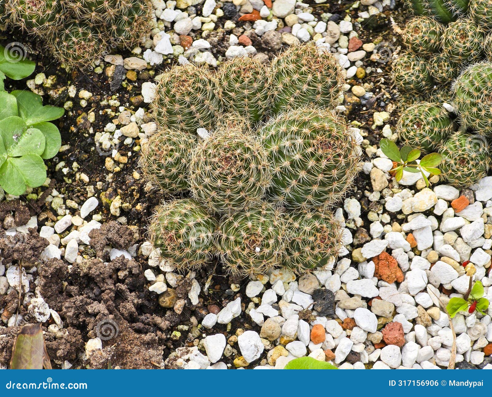a green, spherical cactus., notocactus scopa.