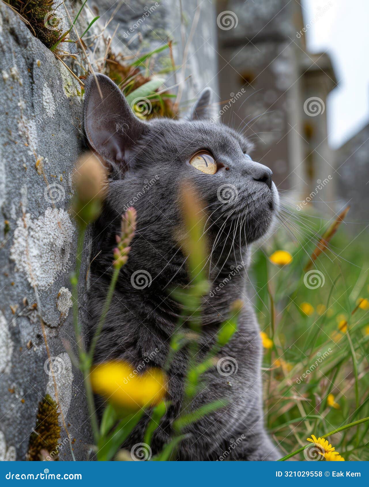 grey cat in ancient cemetery a beautiful feline amongst weathered stone and lush, wild flowers, capturing a serene and mystical