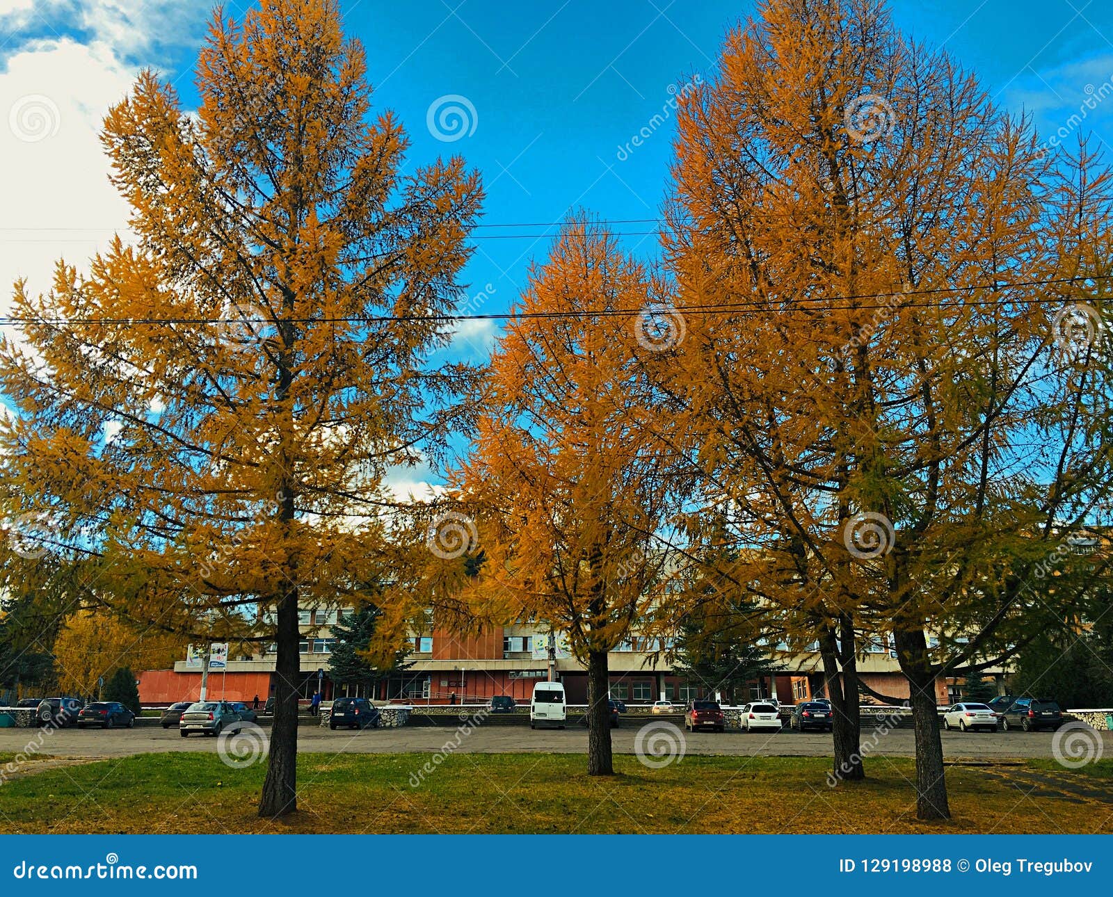 Bei Alberi Gialli Davanti All'edificio Per Uffici Fotografia Stock - Foto 2