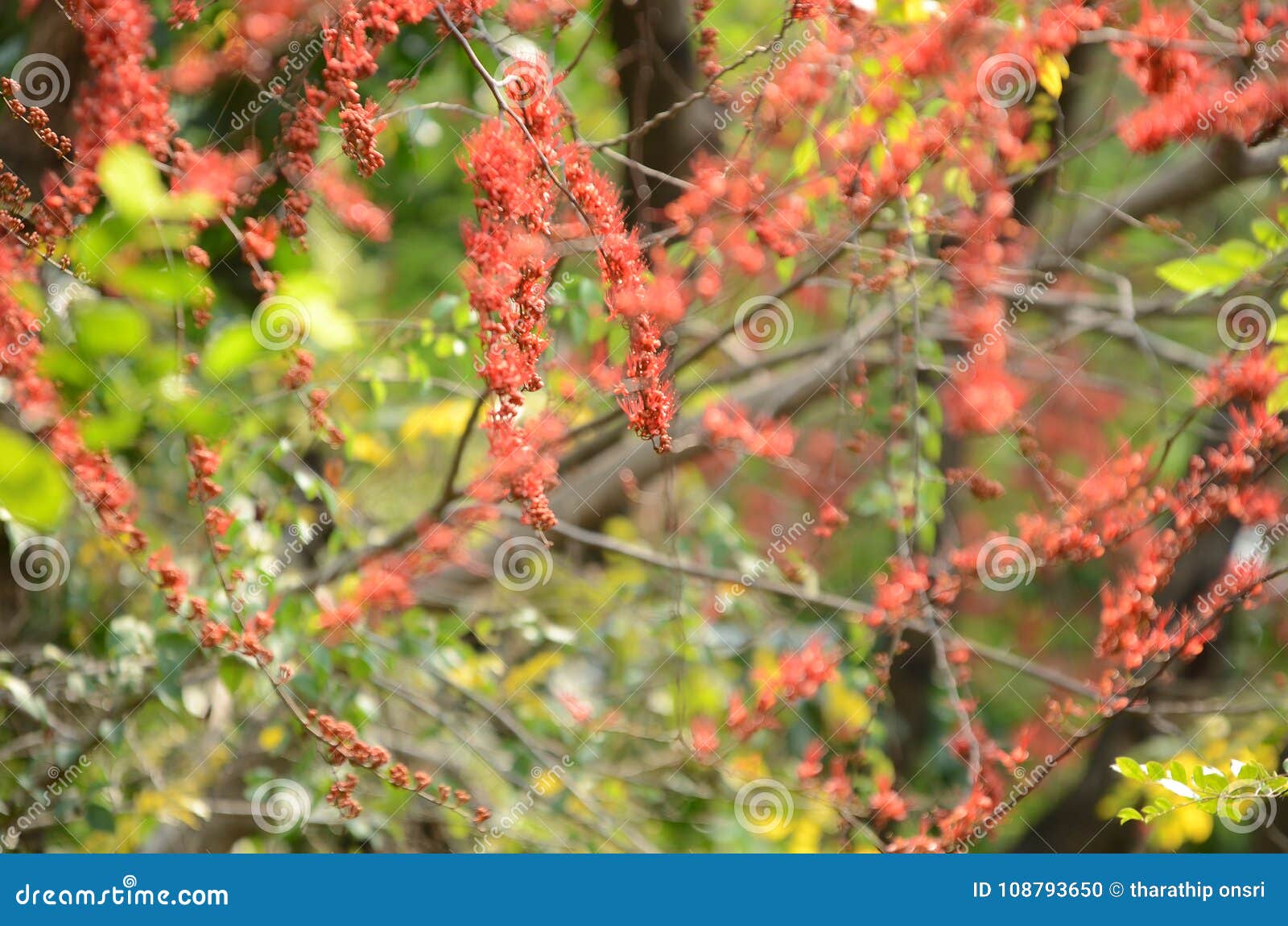 Fiori variopinti Gruppo di fiore fiorisca, bei fiori variopinti vibranti nella primavera