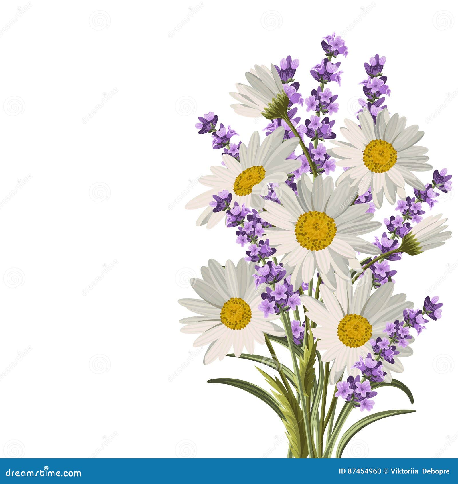 Bei margherite e fiori della lavanda