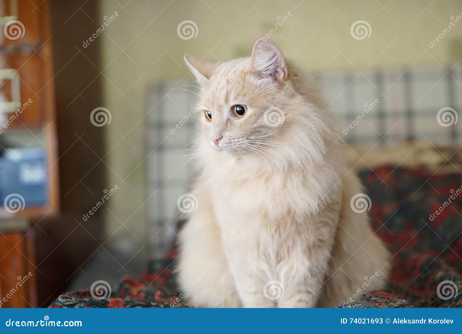 Beige cat stock image. Image of tail, orange, portrait - 74021693