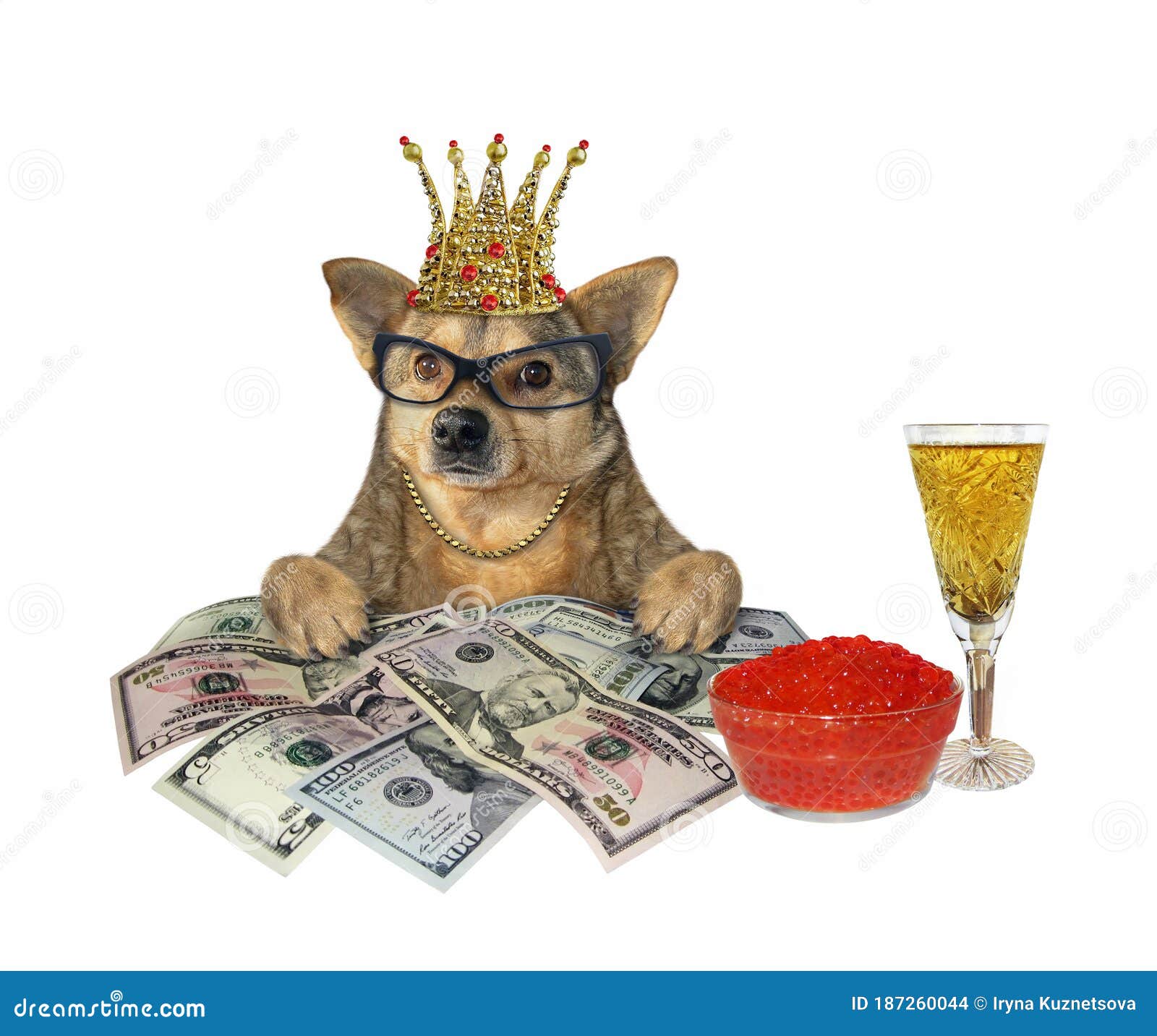 Dog with Red Caviar and Money Stock Photo - Image of funny, concept ...