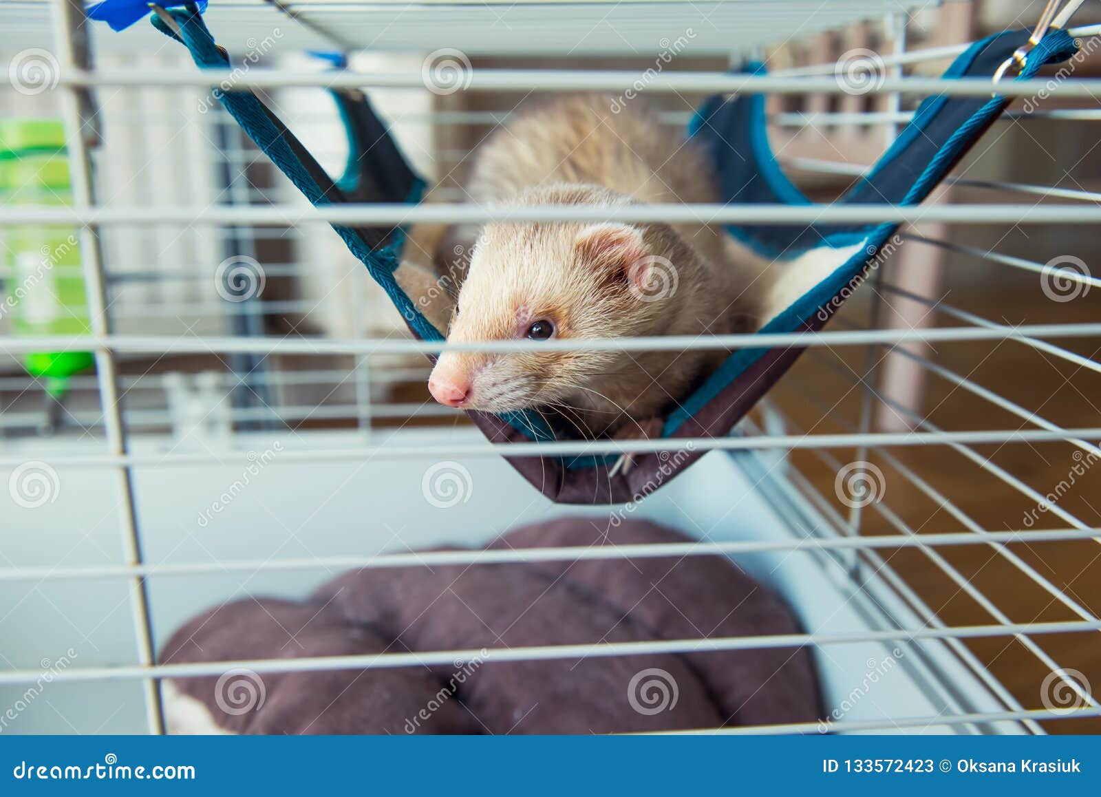 beige ferret resting in his cage. home pet concept. view through grid. selective focus. copy space