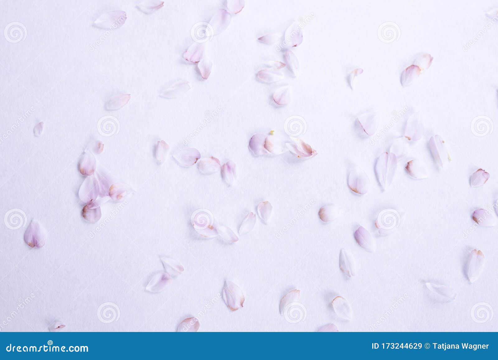 Beige Flower Petals on a White Sheet Stock Image Image of beige, love