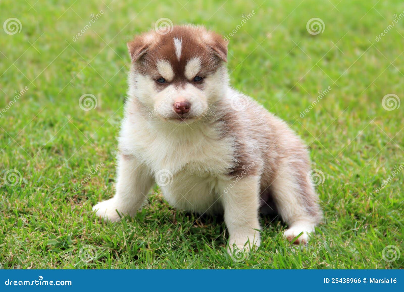 Beige husky puppy stock photo. Image of 