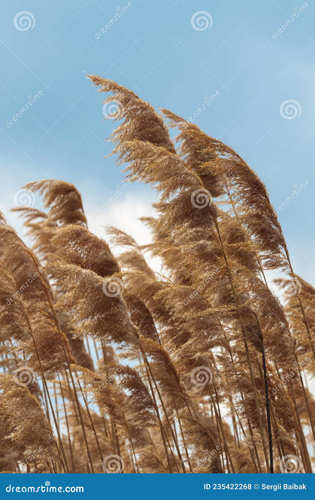 Golden Reeds On Marble Background With 2024 Year Calendar RoyaltyFree
