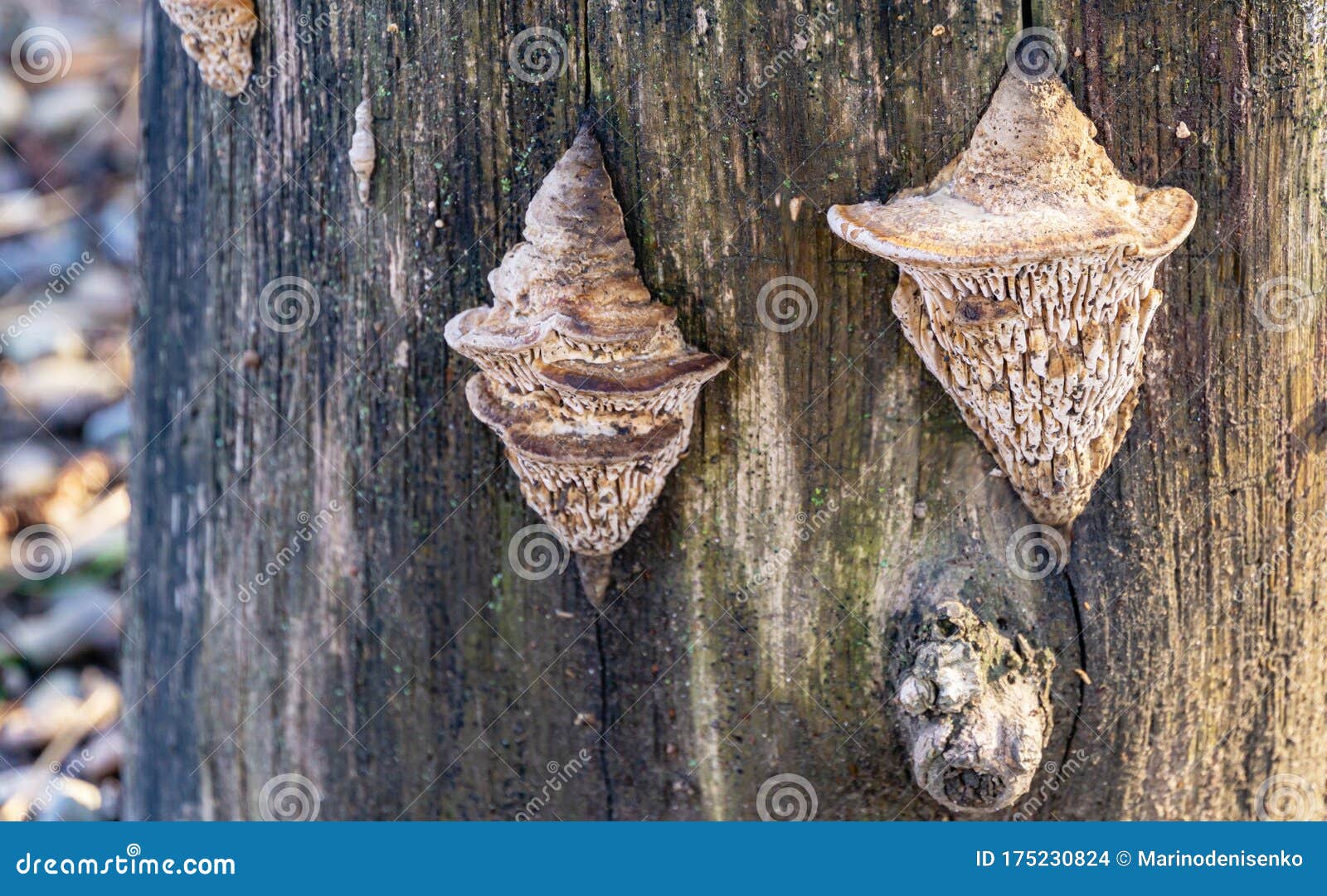 beige porous tree fungus daedalea quercina, commonly known as oak mazegill or maze-gill fungus on gray stump
