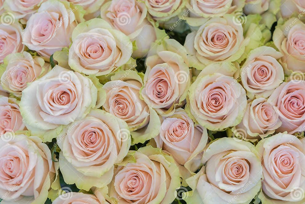 Beige Roses Background. White Roses Horizontal Seamless Pattern Stock