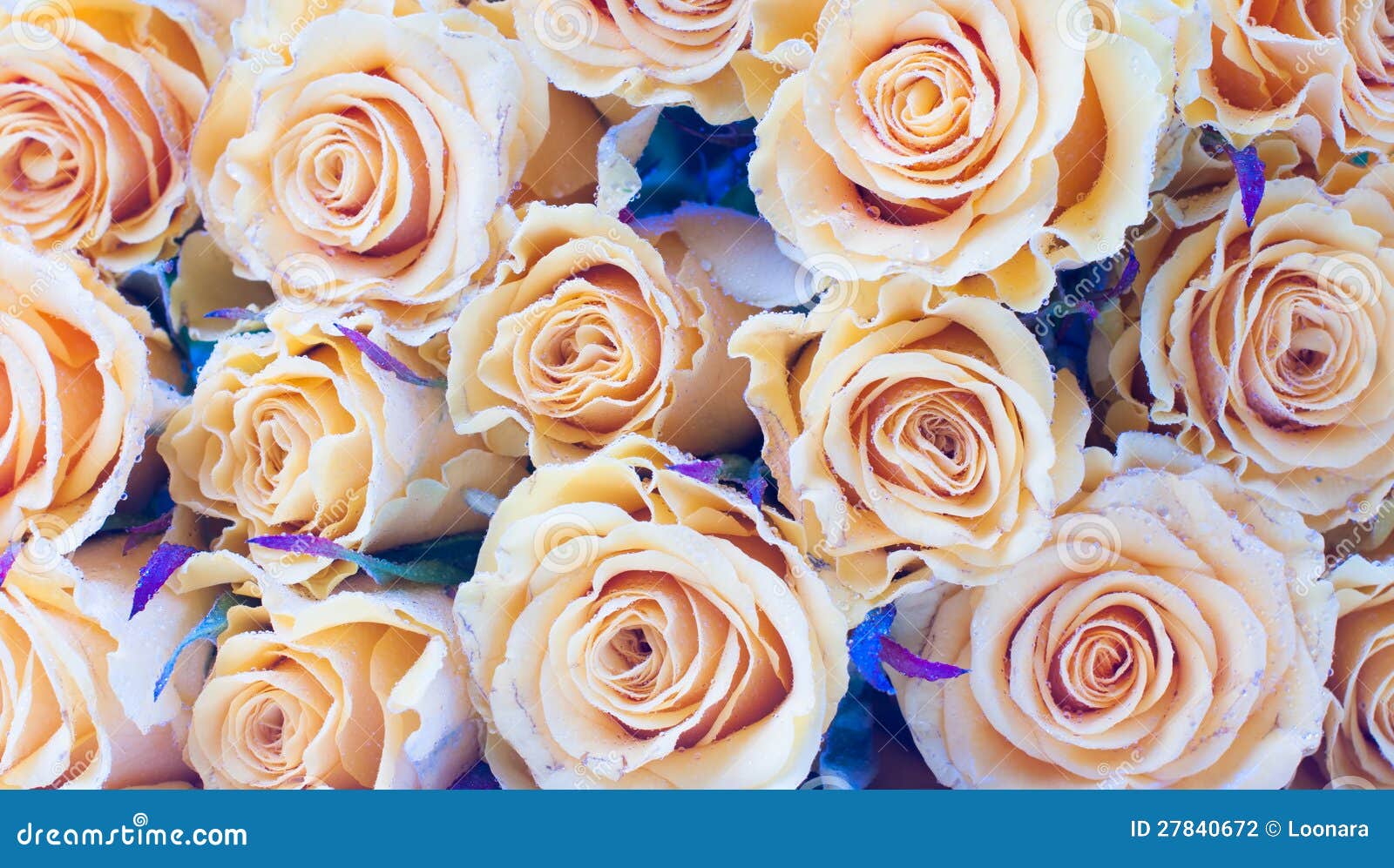 Beige Roses Closeup, Background Stock Photo Image of floral, spring