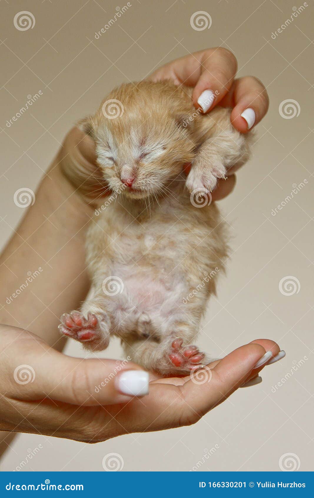 Beige, Small, Fluffy Cute Kitten in Hands Closeup. One Week Old ...