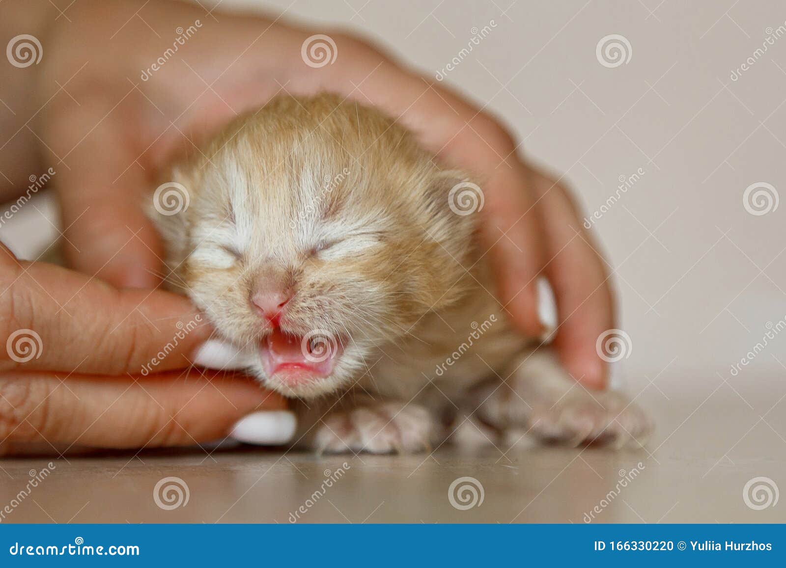 Beige, Small, Fluffy Cute Kitten in Hands Closeup. One Week Old ...
