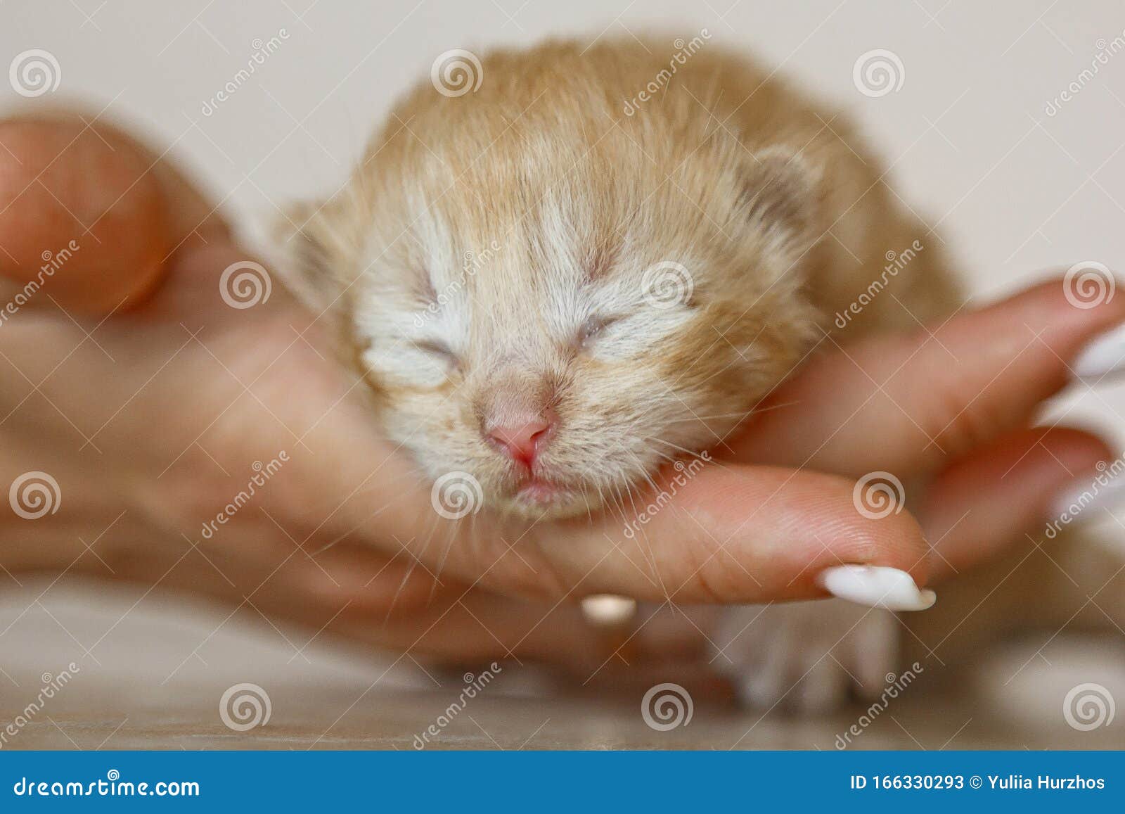 Beige, Small, Fluffy Cute Kitten In Hands Closeup. One ...