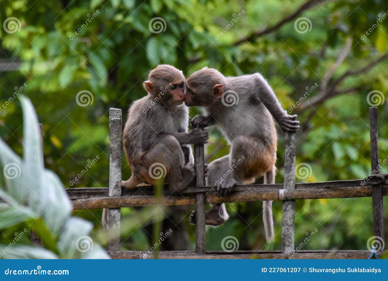 Jogos do macaco com cordas foto de stock. Imagem de bambu - 26182422