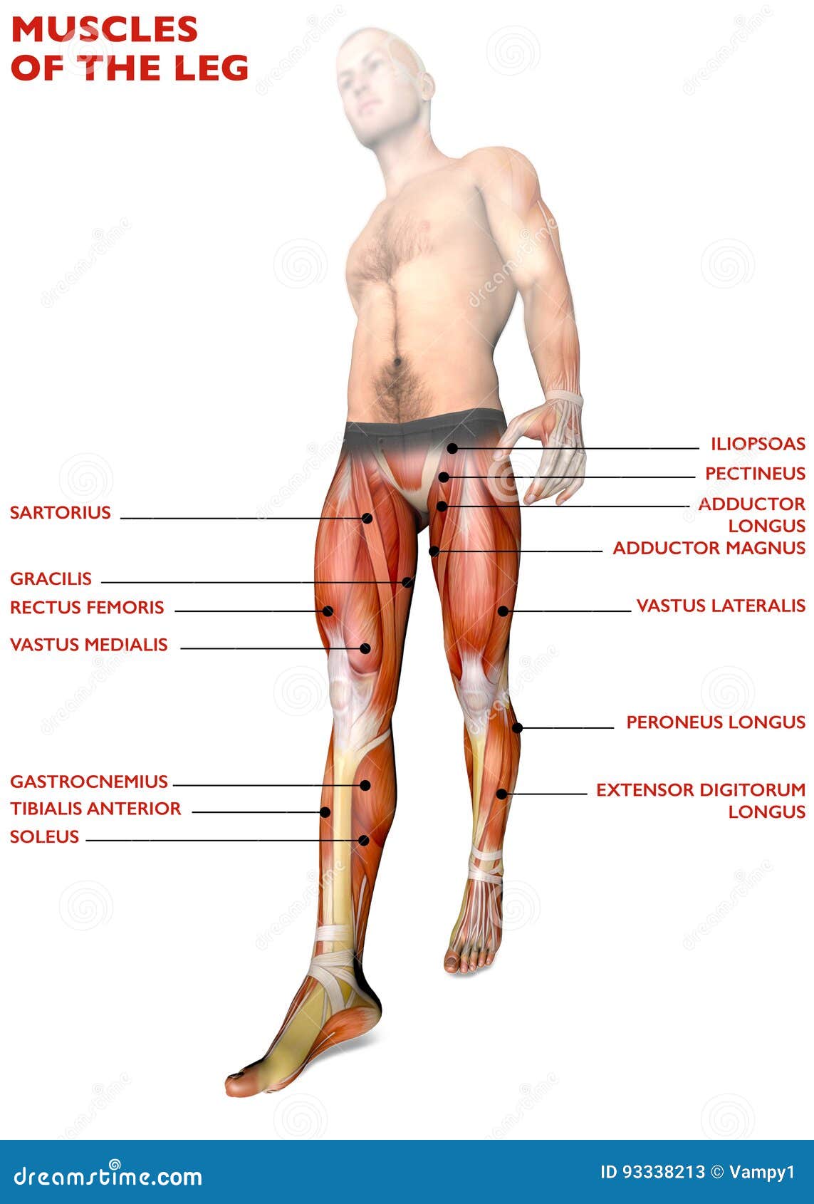 Bein Mischt Menschlicher Korper Anatomie Muskuloses System Anatomieperson Mit Stock Abbildung Illustration Von Freiwillig Aktivitat 93338213