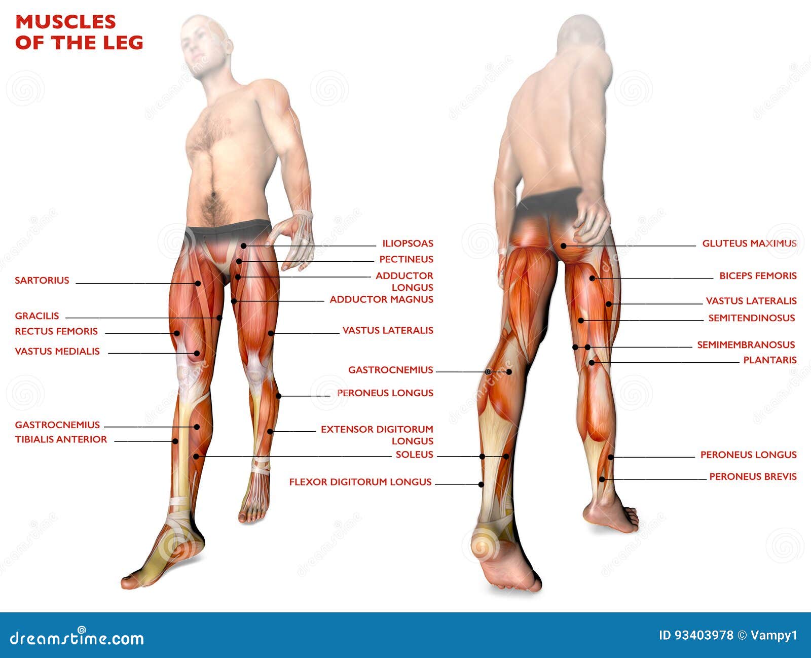 Bein Mischt Menschlicher Korper Anatomie Muskuloses System Anatomieperson Mit Stock Abbildung Illustration Von Unfreiwillig Physiologie 93403978