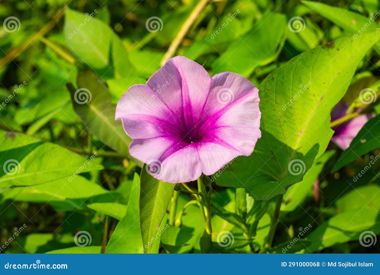 bejuco-de-puerco, chinese water spinach, violet and pink, white color flower