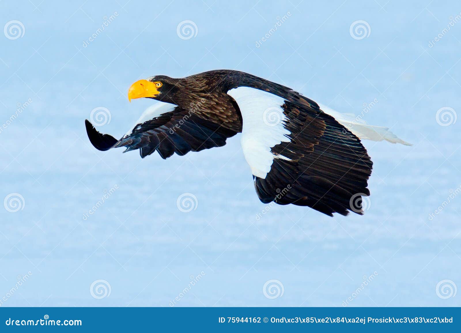 Bel Aigle Volant Aigle De Mer Steller, Pelagicus De Haliaeetus, Oiseau De Vol De Proie, Hokkaido, Jap Photo stock - Image du norvège, bleu: 75944162