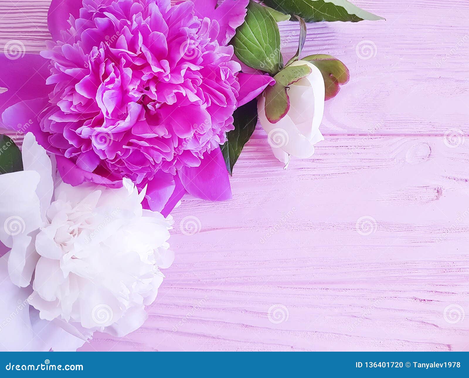 Bel Anniversaire De Pivoine D Ete De Fleur Romantique Sur Le Fond En Bois Rose Vue Photo Stock Image Du Bois Fleur Bel Anniversaire De Pivoine D Ete De Fleur Romantique Sur Le Fond En Bois Rose Vue Photo Stock Image Du Bois Fleur