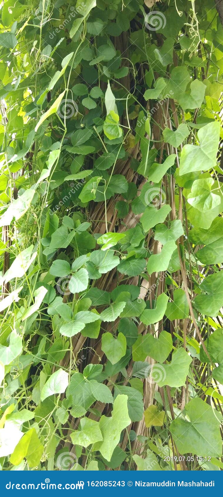 Bel of leaves in garden stock image. Image of leaves 162085243