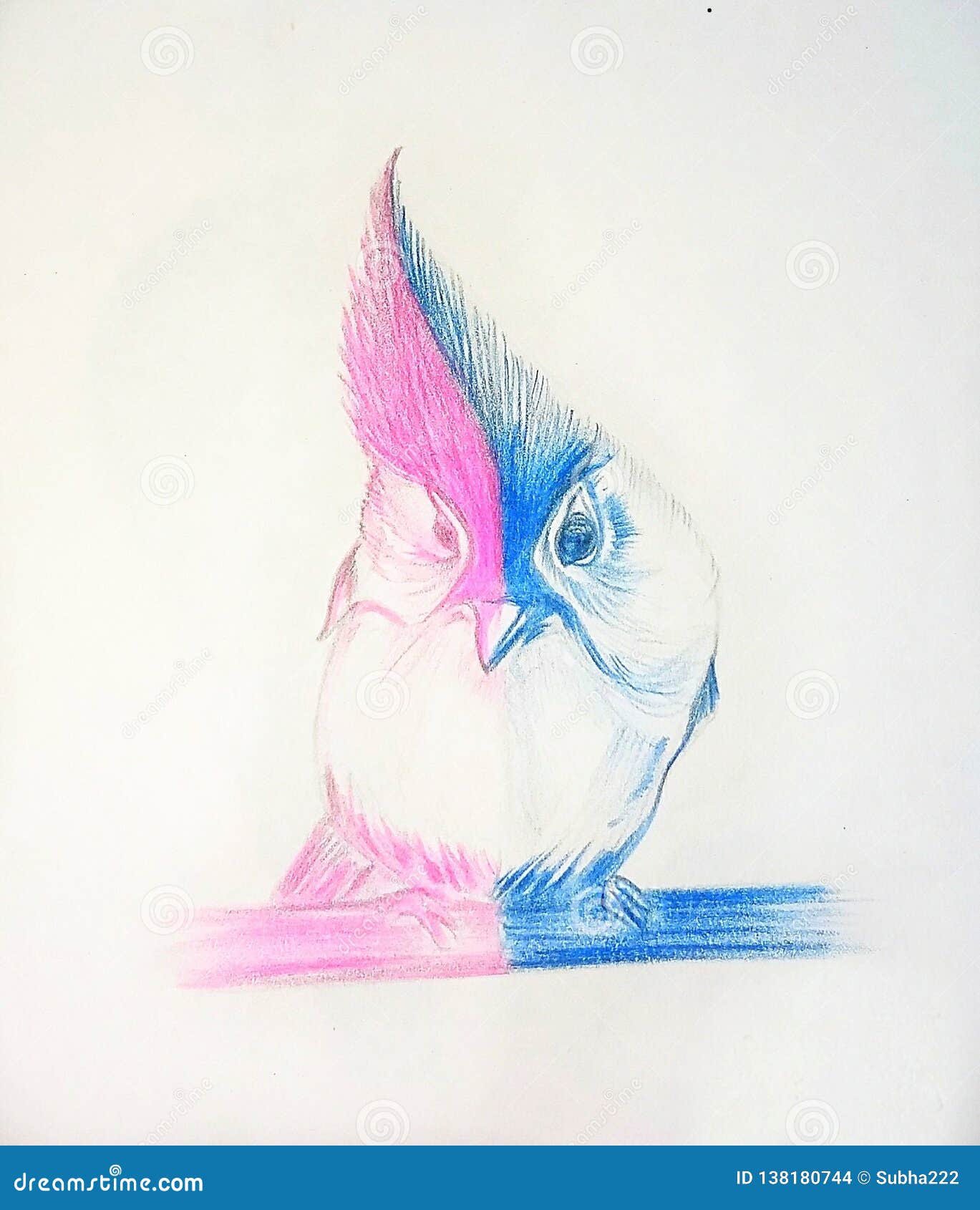Bel Oiseau Avec L'esquisse De Crayon De Couleur Illustration Stock -  Illustration du clavettes, esquisse: 138180744