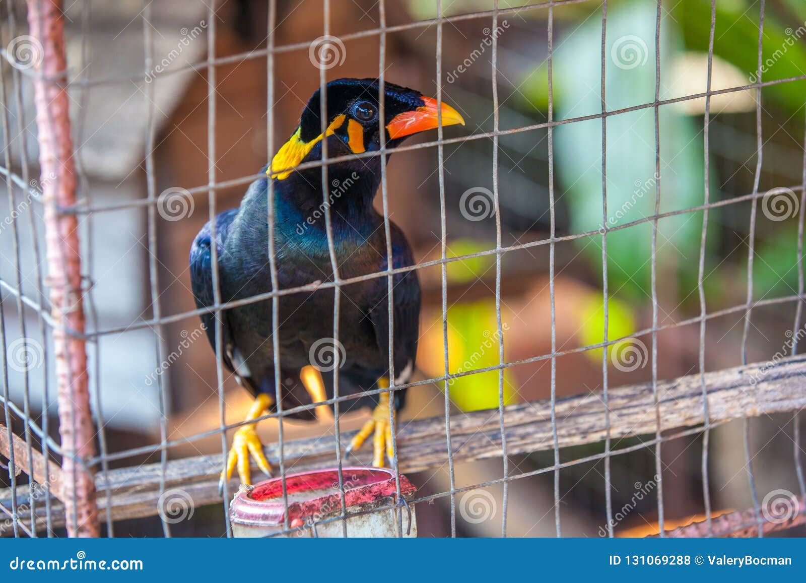 Bel Oiseau Dans Une Cage Thaïlande Photo Stock Image Du