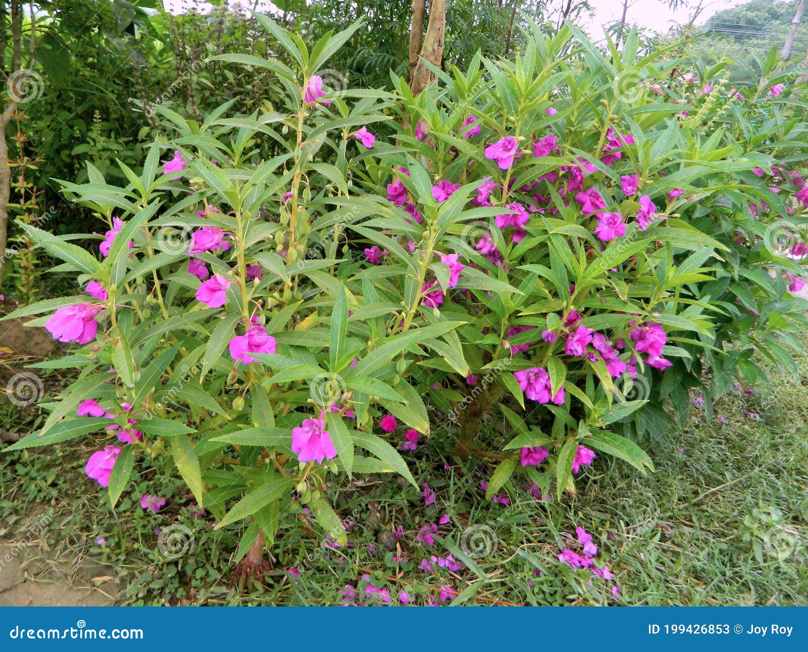 Bela Flores De Impatiens Roxos Balsamina Na Planta Imagem de Stock - Imagem  de folhas, roxo: 199426853