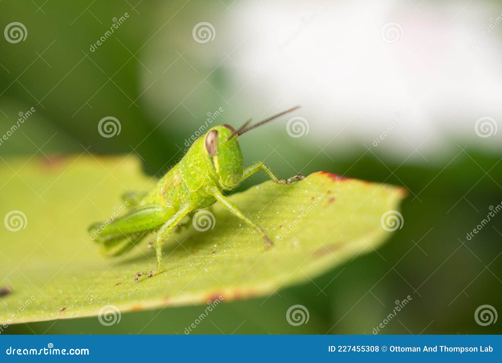 belalang berdiam di atas daun