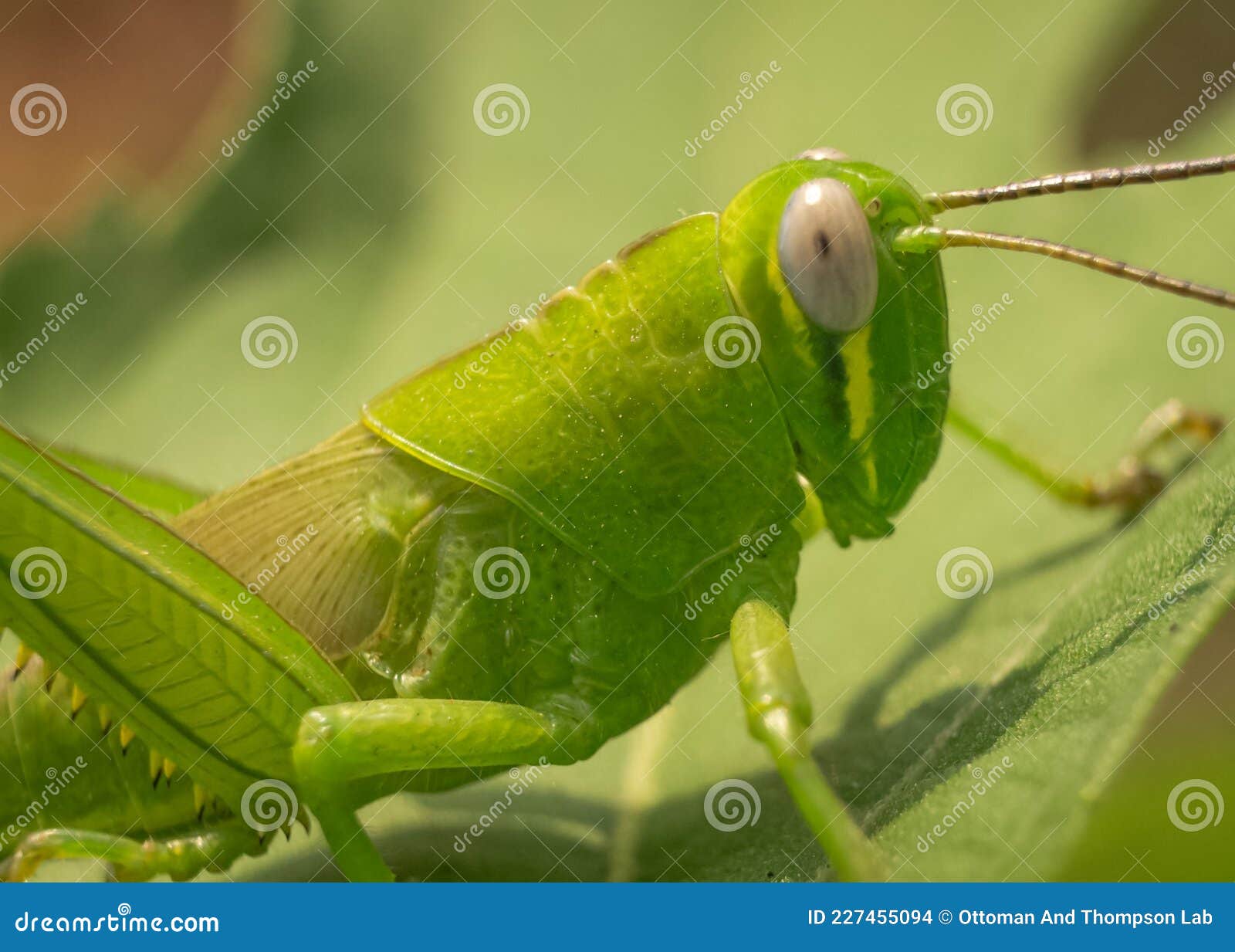 belalang  sedang makan di atas daun
